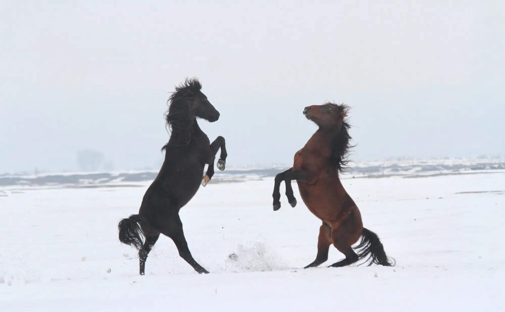 Two horses rearing in a snowy landscape