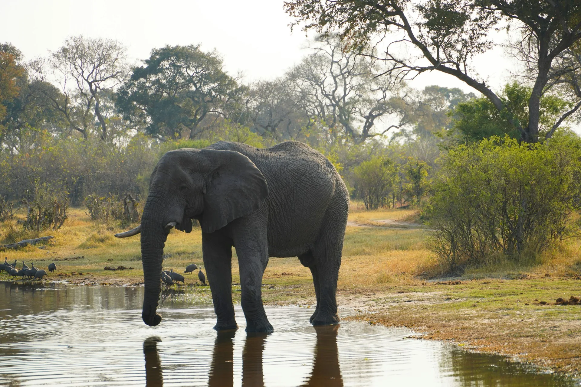 An elephant beside water in the Okavango Delta, Botswana