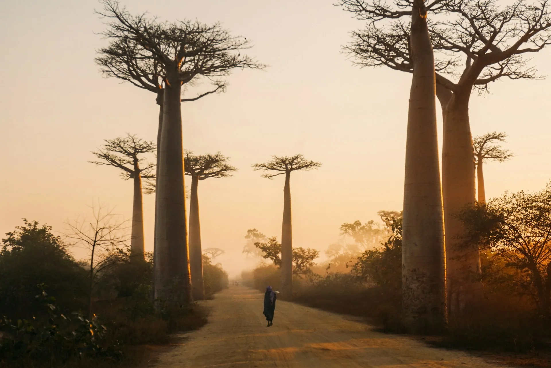 Baobab trees at sunrise near Morondava, Madagascar