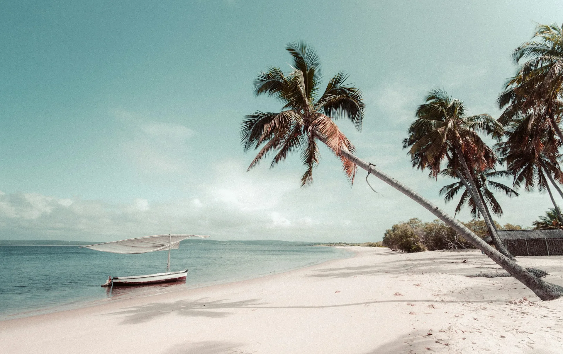 Palm trees beside the Indian Ocean in Mozambique
