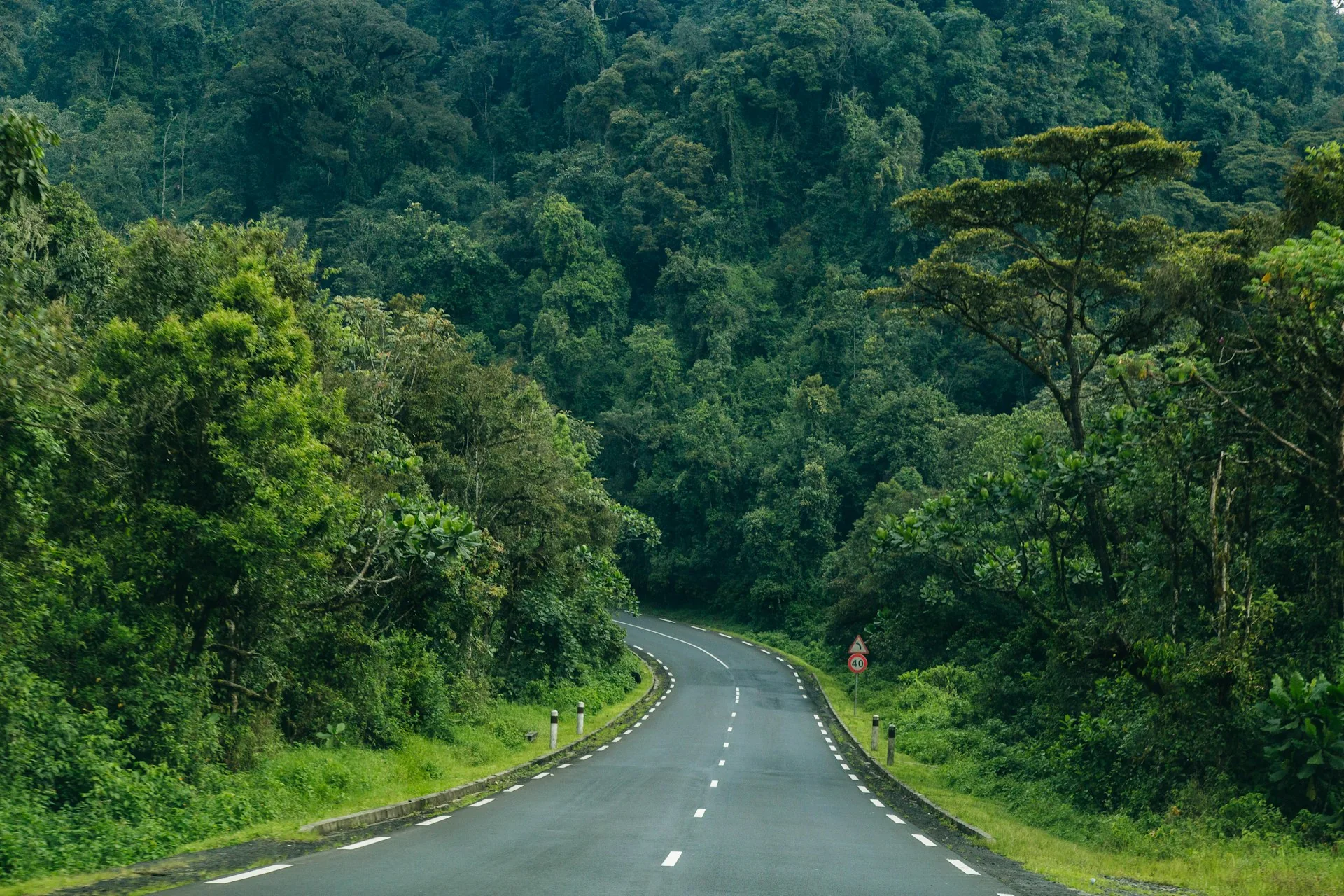 A road winding through Nyungwe forest, Rwanda