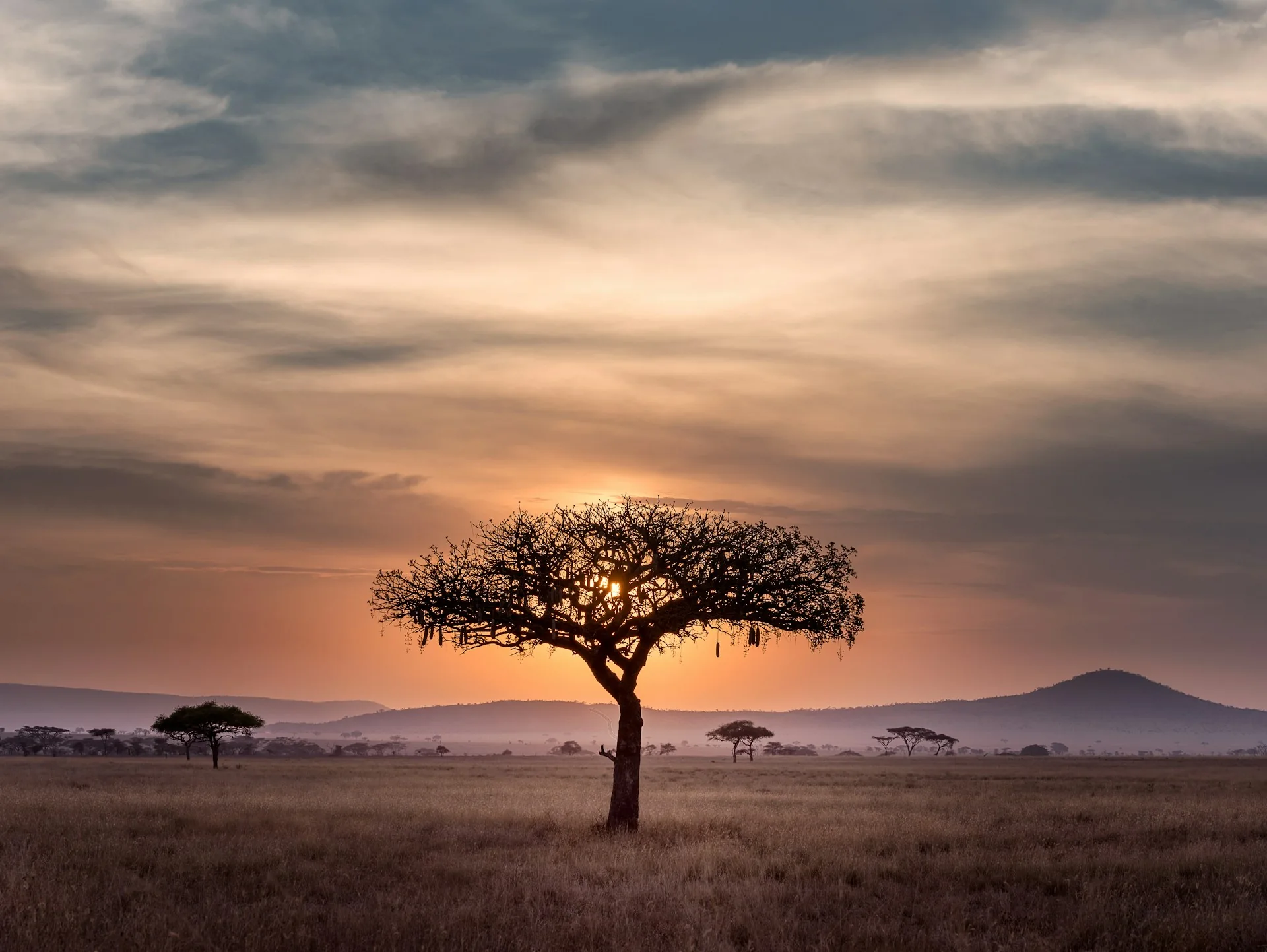 An acacia tree at sunset in the Serengeti, Tanzania