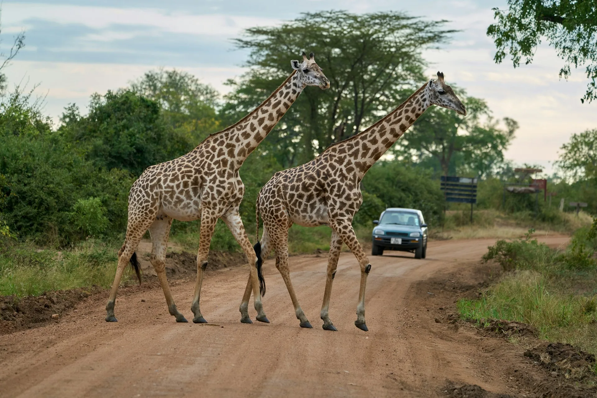 Giraffes crossing a road near South Luangwa National Park, Zambia